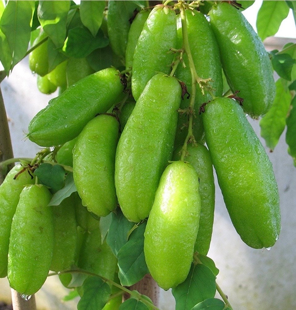 Bilimbi, Averrhoa, Belimbing wuluh in 3 gallons pot, cucumber tree, tree sorrel.