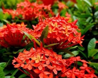 Puede incluir: Primer plano de un grupo de flores de color rojo brillante con hojas verdes. Las flores están en flor y tienen una estructura delicada e intrincada.