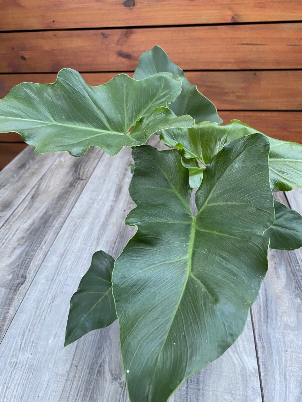 Philodendron Revolution, in 6" pot, aroid, Limited quantity