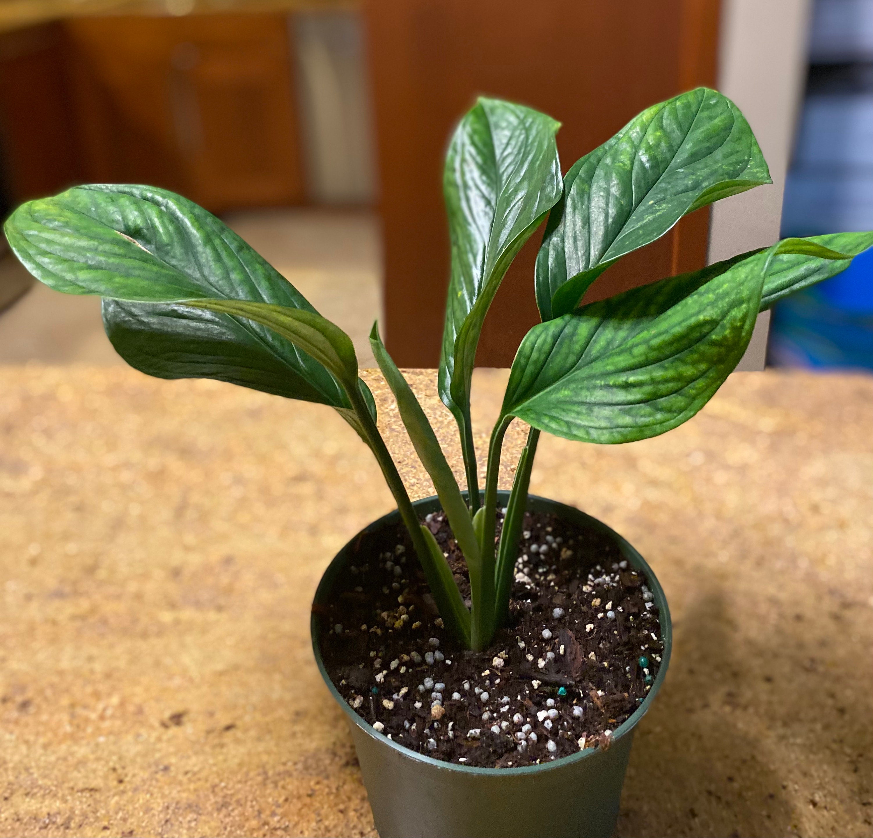 The Plant Farm Monstera Pinnatipartita, 4” Plant