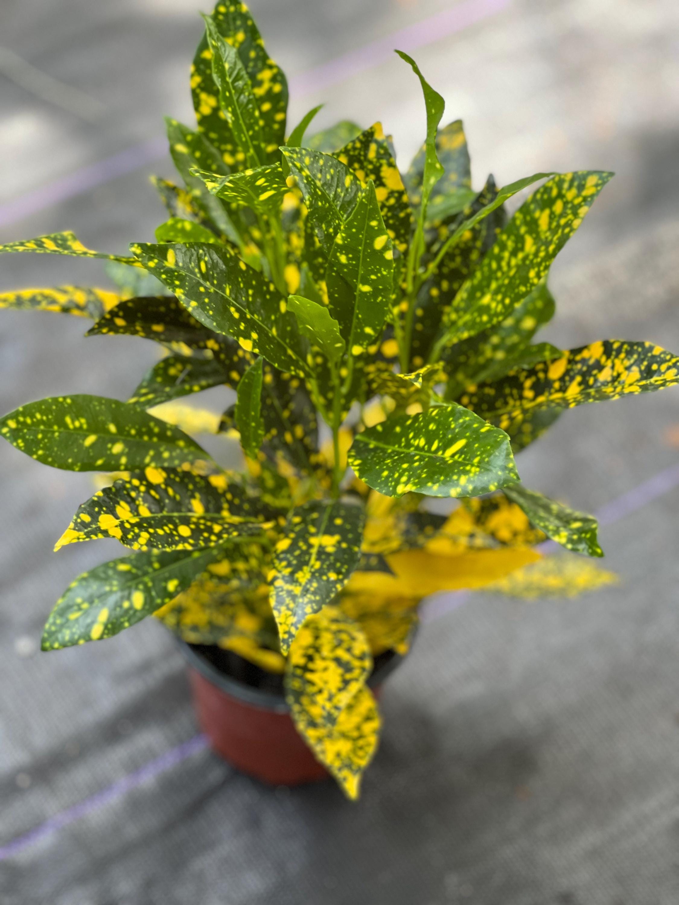 5+ Gold Star Croton Croton Gold Star in 4" Pot, House Plant, Indoor, Outdoor - Etsy