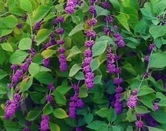 Puede incluir: Una planta Callicarpa con numerosos tallos largos y delgados cubiertos densamente por racimos de pequeñas bayas de color púrpura vibrante. La planta está rodeada de abundantes hojas verdes puntiagudas y frondosas.