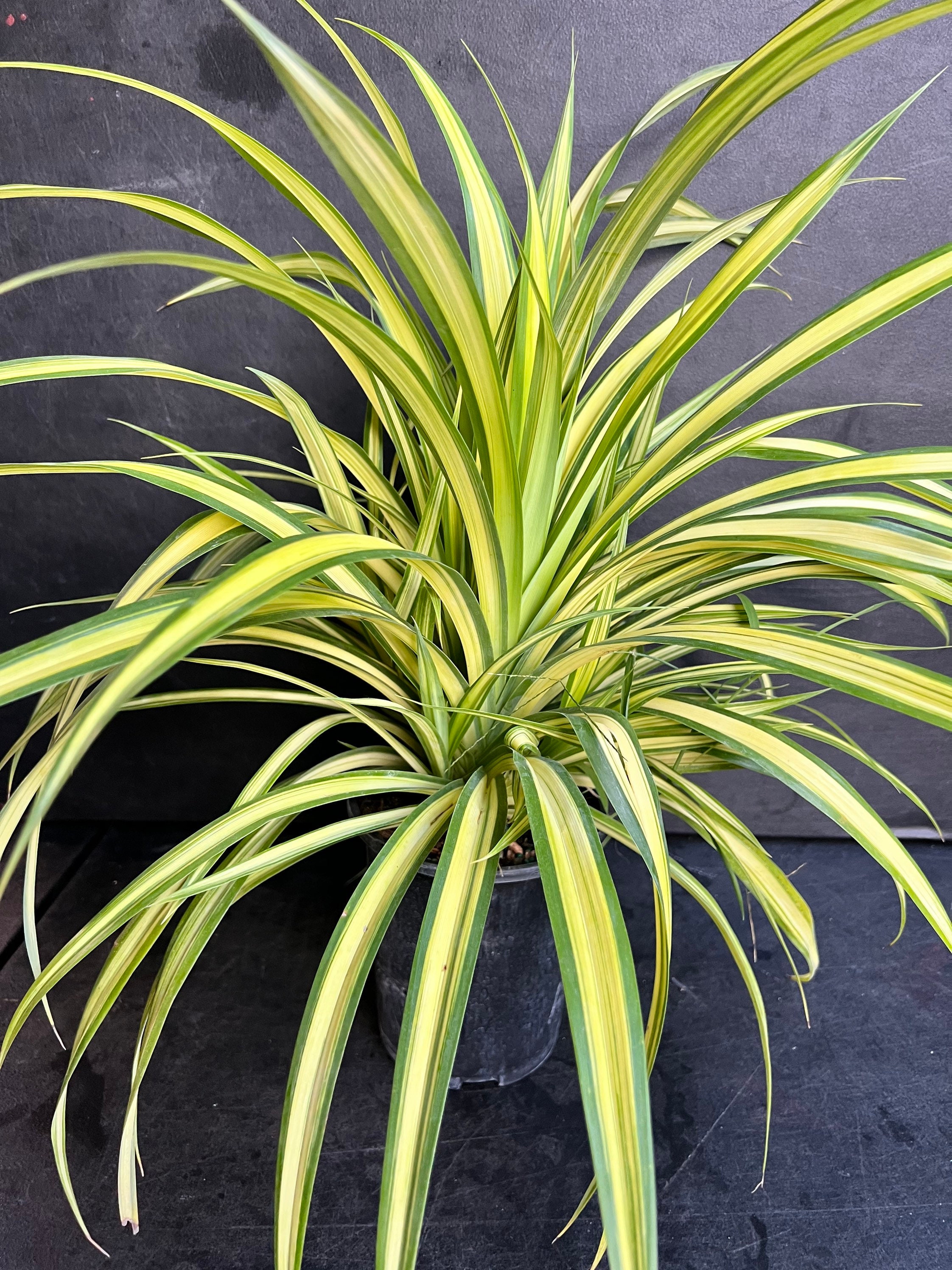 Large Pandanus Baptistii Aureus Variegated Dwarf Pandanus in Etsy