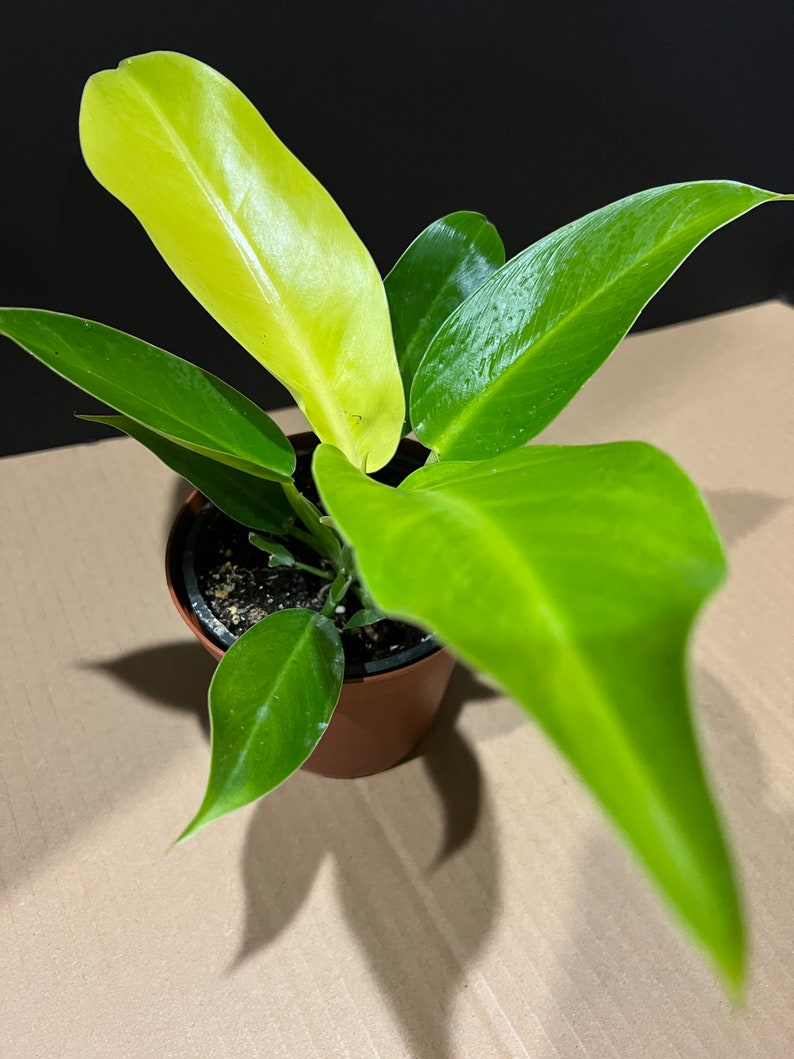 moonlight philodendron moonlight philodendron