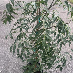Large Neem Tree in 10" Pot. Azadirachta indica