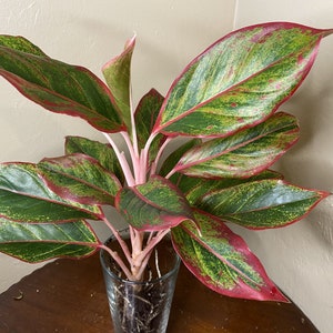 Aglaonema Siam, Siam Aurora Aglaonema , well rooted