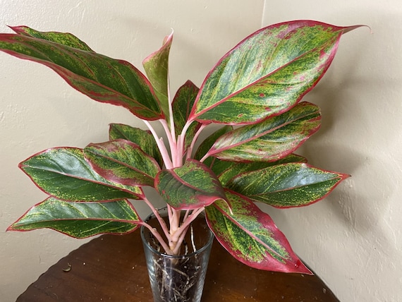 Aglaonema Siam, Siam Aurora Aglaonema , Well Rooted - Etsy