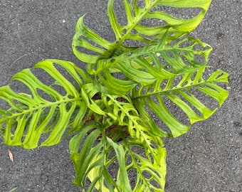 Large, Monstera esqueleto, epipremnoides, 10” Pot