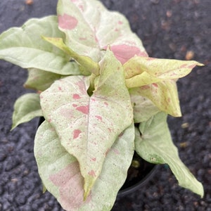 Syngonium Milk Confetti in 4" Pot