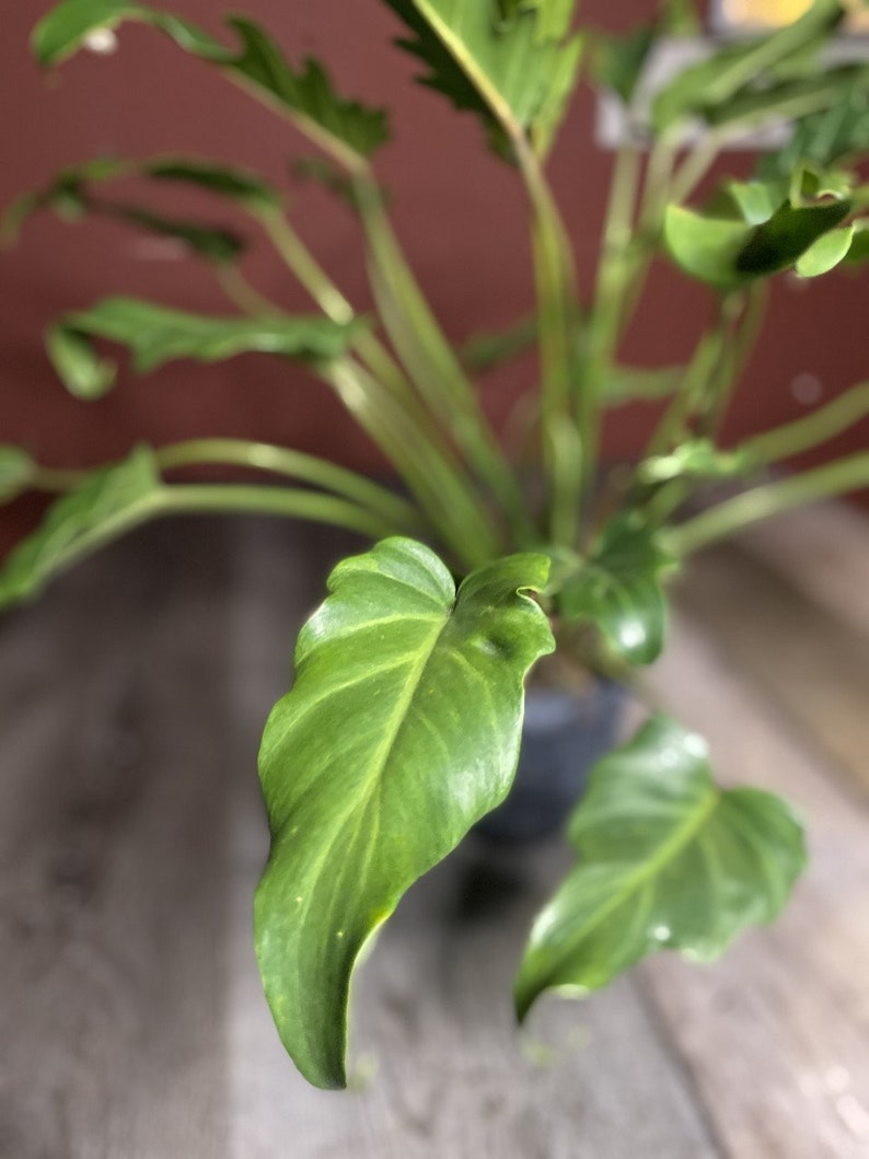 caring for philodendron deja vu caring for philodendron deja vu