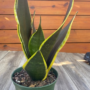 May include: A potted snake plant with dark green leaves edged in yellow. The plant is in a green plastic pot, set against a wooden background. The leaves are upright and have a pointed shape.