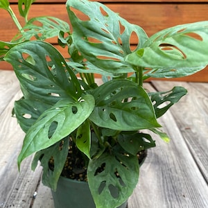 Monstera Adansonii, en maceta de 15 cm, queso suizo