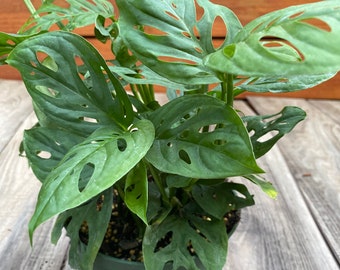Monstera Adansonii swiss Cheese Plant/ Wide Form /3 Sizes/ - Etsy