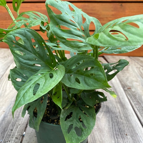 Monstera Adansonii, in 6" pot, Swiss Cheese