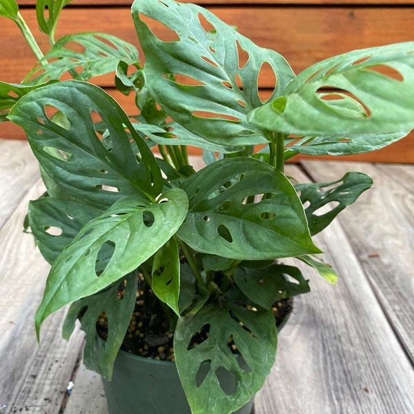 Monstera Adansonii, in 6" pot, Swiss Cheese