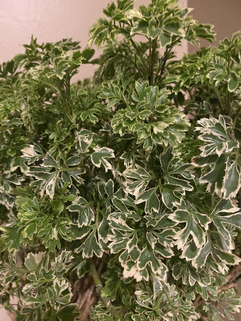 Variegated Ming Aralia Parsley Snowflake Live Plant in Etsy