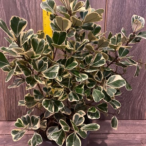 Ficus Triangularis Varigated in 6 pot image 4