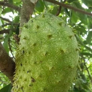 Soursop Tree, guanabana in 3 gallon  gallons pot ,   Sirsak, Anona Muricata,  No Ship to CA and HI