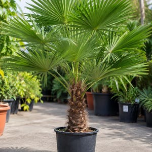 May include: A potted fan palm plant with vibrant green, segmented, fan-shaped fronds radiating from a central point. The trunk is covered in a textured, fibrous brown material, and the plant is housed in a simple, black plastic nursery container.