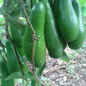 Russell Avocado Tree  , Grafted in 3 Gallons Pot,  No Ship to AK and HI