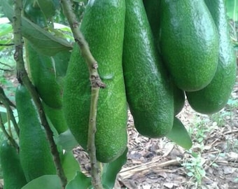 Russell Avocado Tree  , Grafted in 3 Gallon Pot