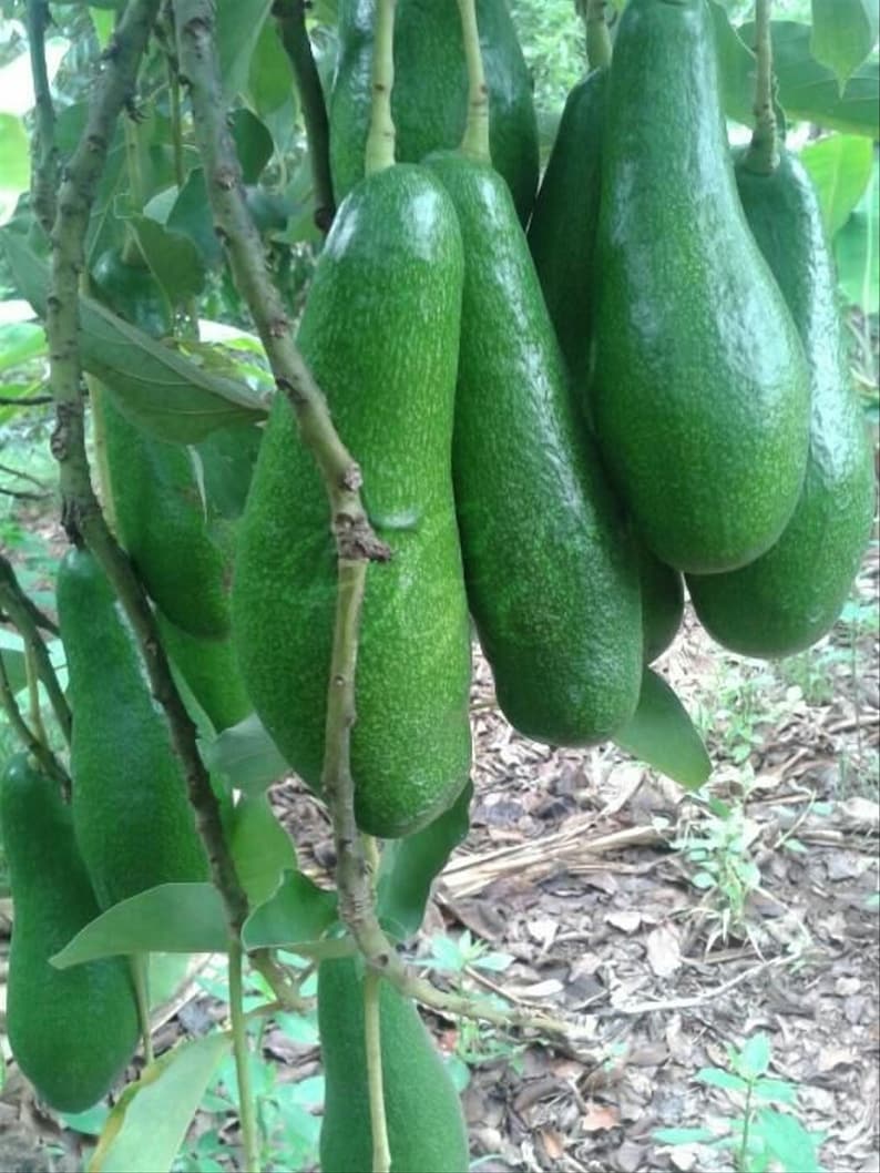 Russell Avocado Tree , Grafted in 3 Gallon Pot image 1