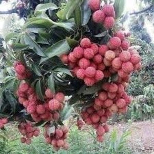 May include: A close-up of a lychee tree branch laden with ripe, red lychees. The fruit is clustered together in bunches, showcasing the smooth, reddish-pink skin of the lychees.