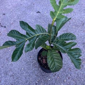 Pedalai Tree in 3 Gallons Pot, Artocarpus sericicarpus