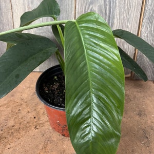 Rhaphidophora Foraminifera in 6" Pot