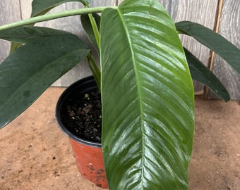 Rhaphidophora Foraminifera in 6" Pot