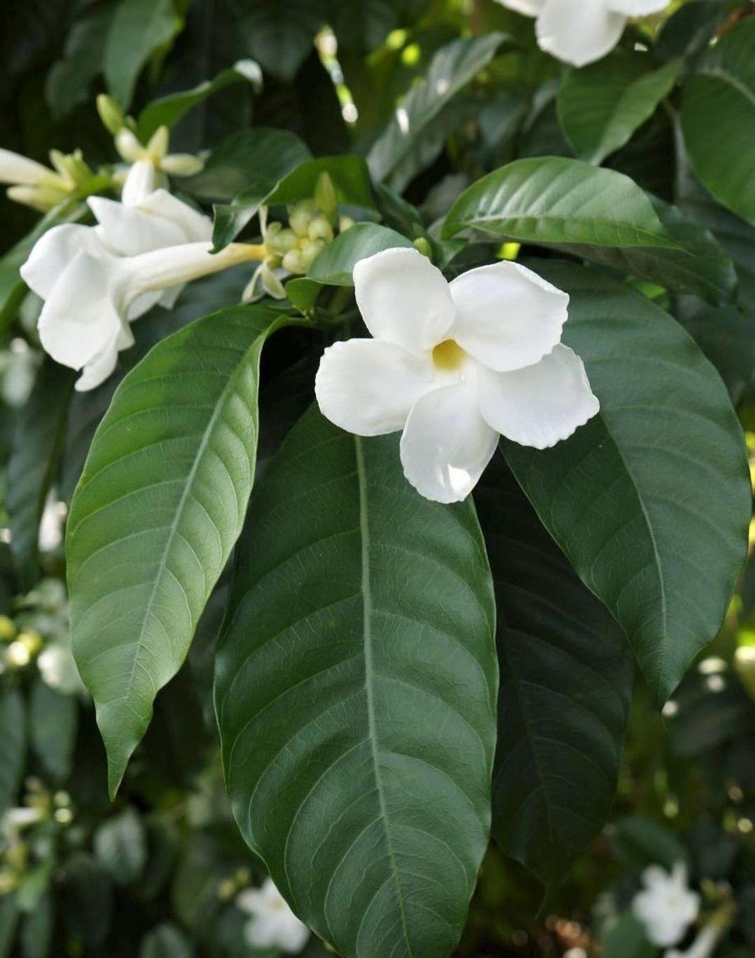 フラワースタッズ装飾　ホワイト　本革　６丁差し　SCA-235/CWA フラワースタッズ装飾 ホワイト 本革 6丁差し SCA-235/CWA