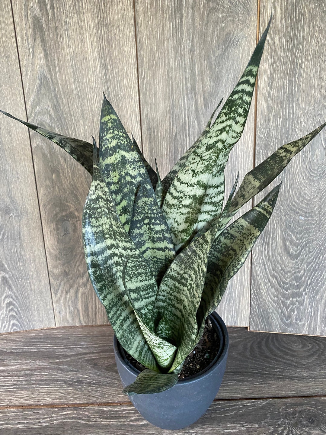 Large Sansevieria Futura Robusta in 6” Pot - Etsy