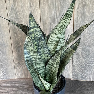Large Sansevieria Futura Robusta in 6” pot