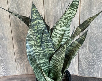 May include: A potted snake plant with green and white striped leaves. The plant is in a black pot and is sitting on a wooden surface.