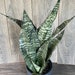 see more listings in the Sansevieria section