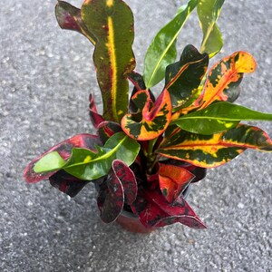 May include: A potted plant with green, red, and yellow leaves. The leaves have a variegated pattern.