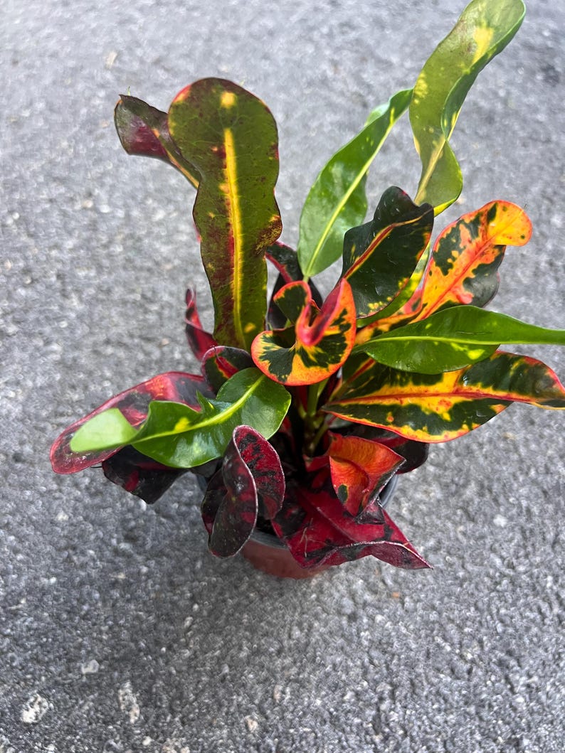 May include: A potted plant with green, red, and yellow leaves. The leaves have a variegated pattern.