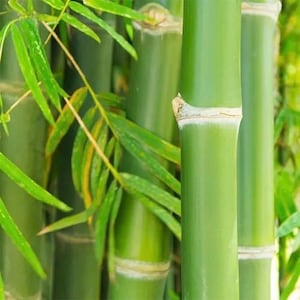 May include: Close-up of vibrant green bamboo stalks and leaves. The image showcases the natural texture and color variations of the bamboo, with a focus on the segmented stalks and delicate foliage. The scene evokes a sense of tranquility and natural beauty.