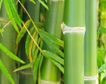 Asper Michelle Green Bamboo in half gallon pot