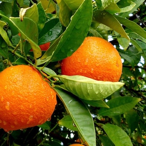 Valencia Orange Tree in half Gallon Pot, Grafted,  Florida Shipping Only