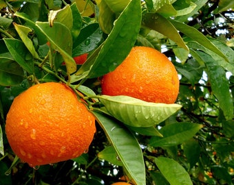 Valencia Orange Tree in half Gallon Pot, Grafted