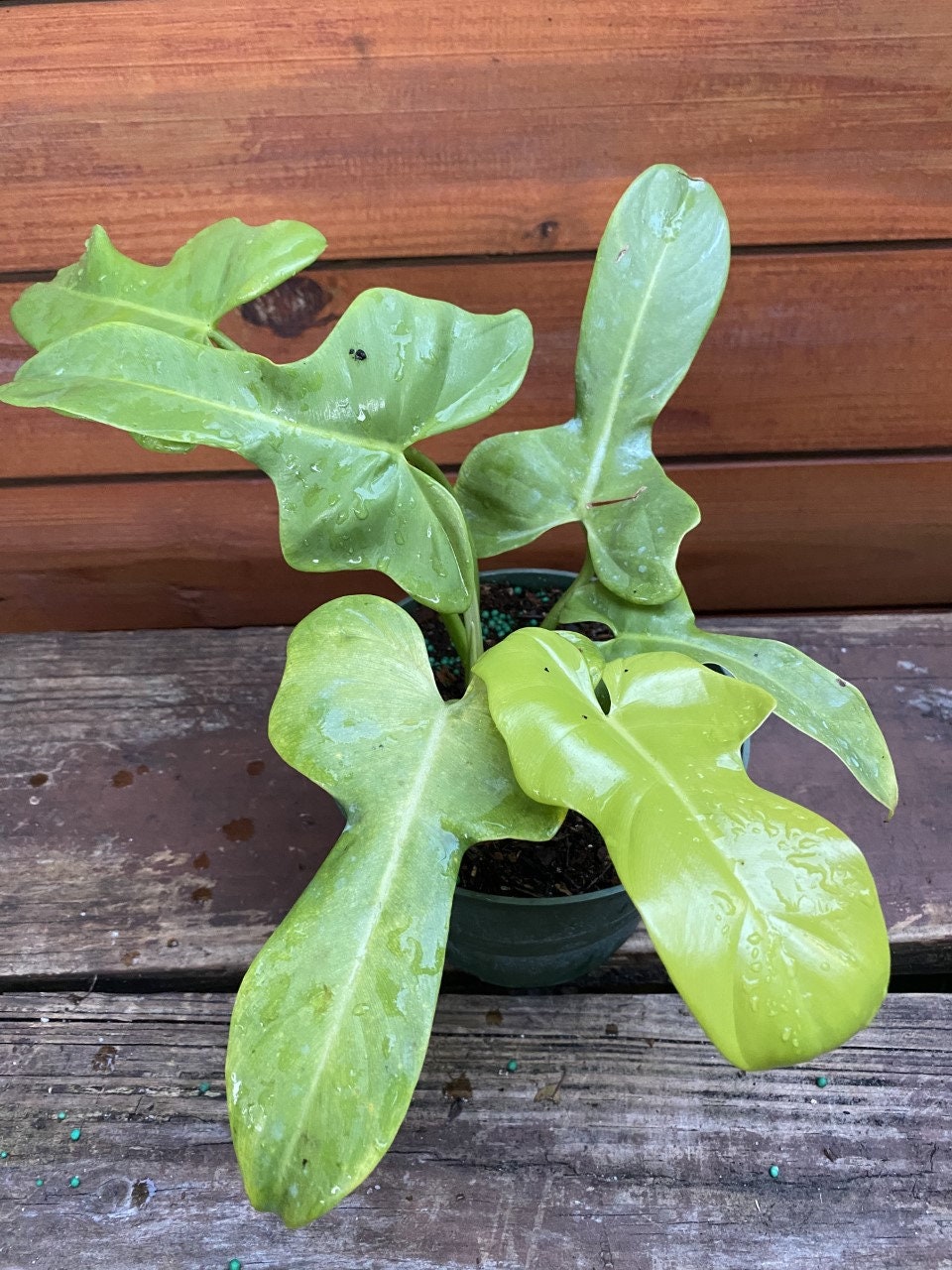 Philodendron Bipennifolium Aurea In 6pot Etsy Singapore