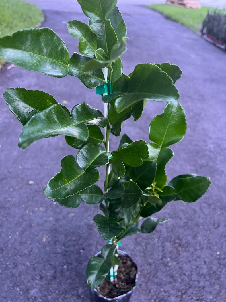 Puede incluir: Un peque&ntilde;o &aacute;rbol de lima kaffir verde en una maceta negra. El &aacute;rbol tiene muchas hojas y est&aacute; atado a una estaca con ataduras verdes.