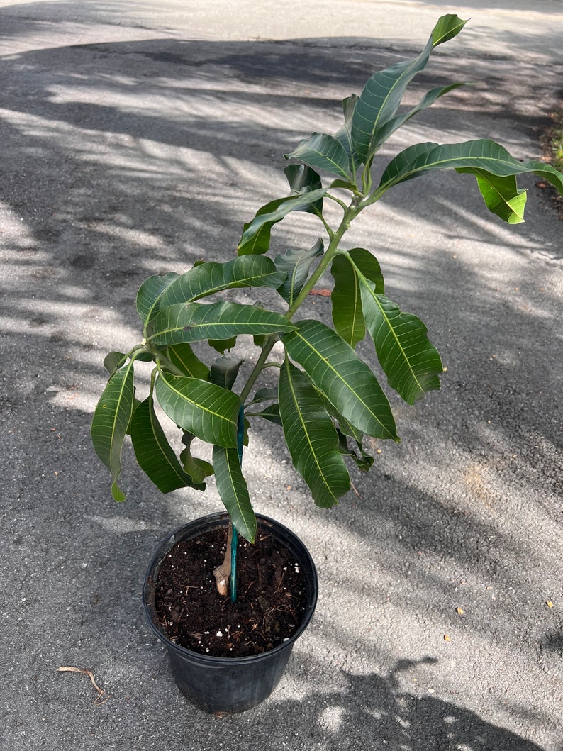 Alphonso mango Tree, Manguifera, grafted in 3 gallons pot image 7