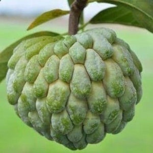 Sugar Apple in 10&quot;  pot , Srikaya, Annona Squamosa, Sweetsop Tree