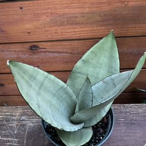 Sansevieria, Moonshine, Snake plant, Live house plant  in 6&quot; inch pot
