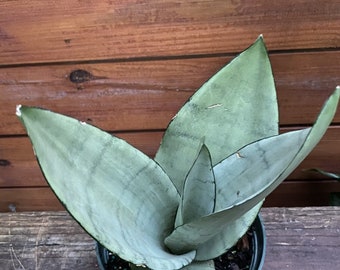 Sansevieria, Moonshine, Snake plant, Live house plant  in 6&quot; inch pot