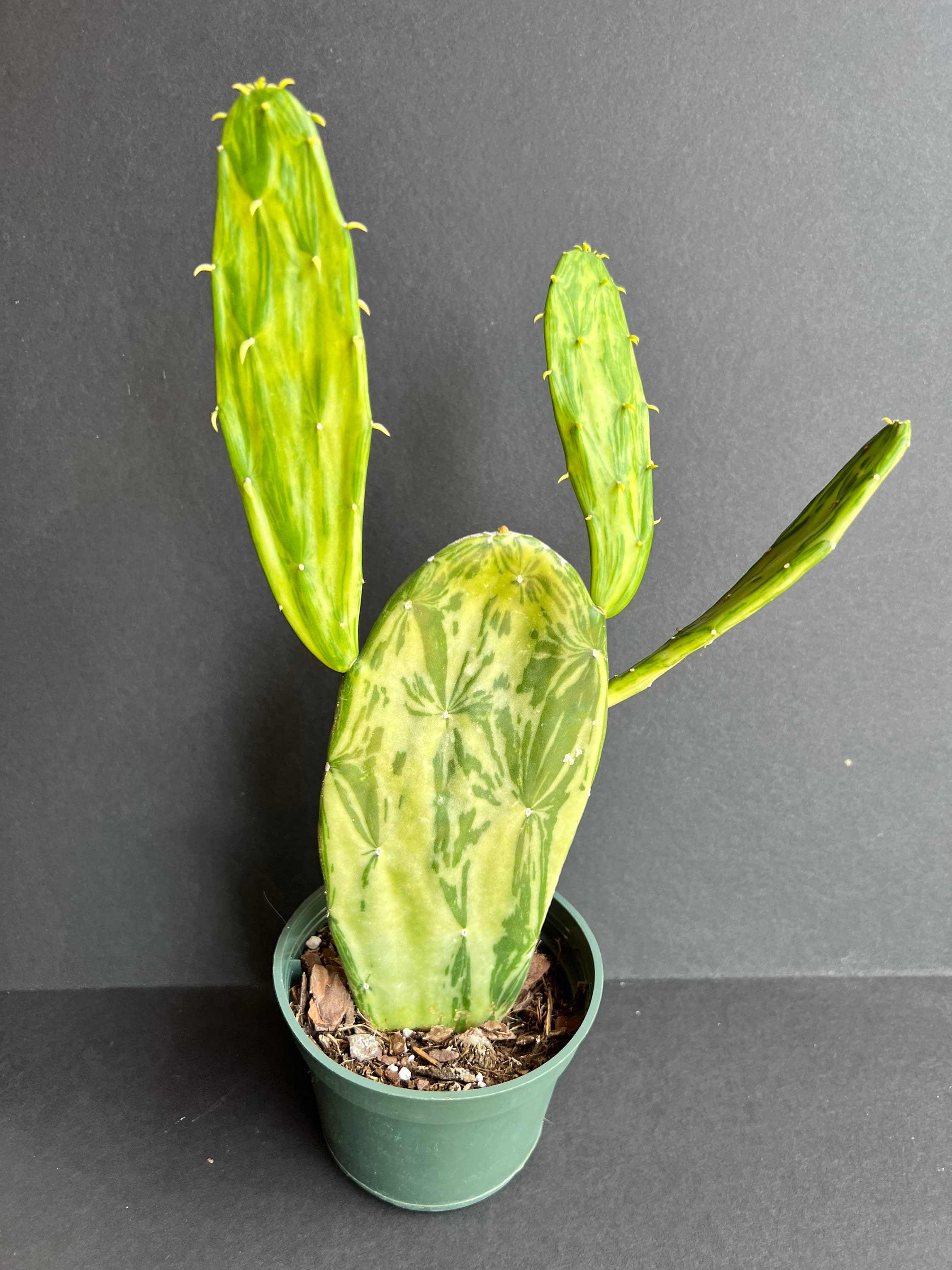 Variegated Opuntia, Prickly Pear Variegated in 4" Pot, Opuntia Cactus - Etsy