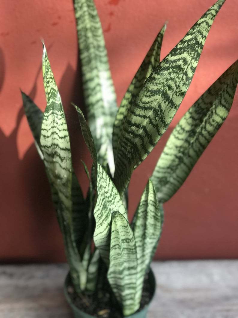 Large Sansavieria Zeylanica in 6 pot snake plant Etsy
