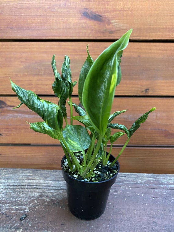 Epipremnum Aureum 'shangri La' in 4 Inches Pot - Etsy Israel